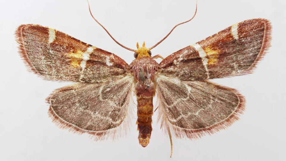 Conheça a mariposa que ganhou o nome do Papa Leão XIV