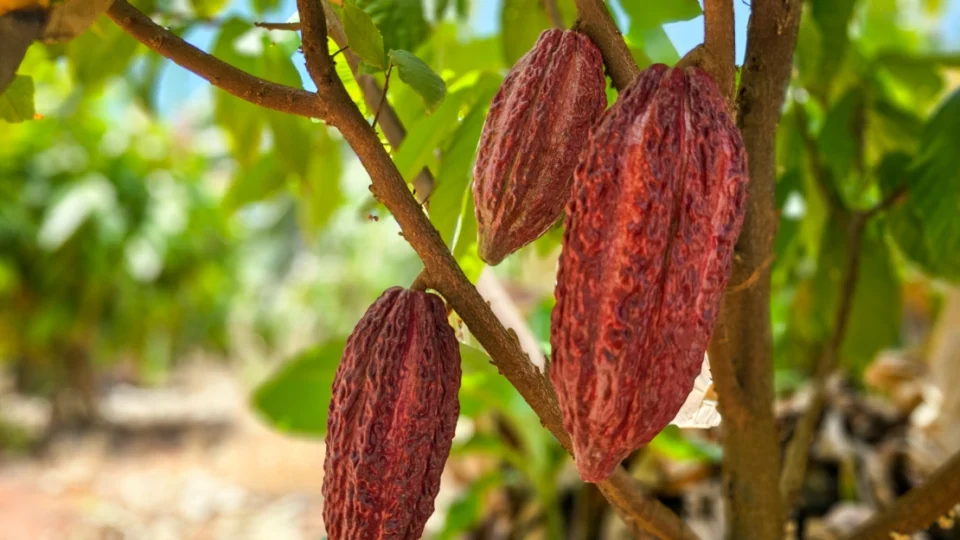 Com tecnologia de irrigação, região virou o principal polo de fruticultura do Brasil — e agora mira cacau e cachaça premium no mercado internacional.