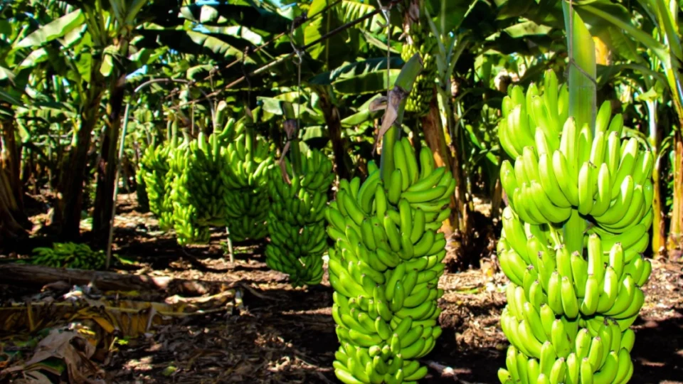 Norte de Minas é a região maior produtora de banana-prata nacional.