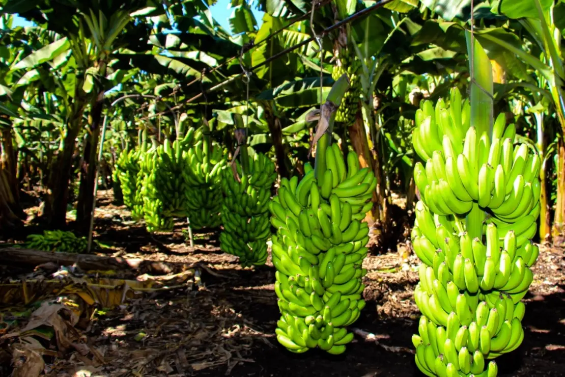 Norte de Minas é a região maior produtora de banana-prata nacional.