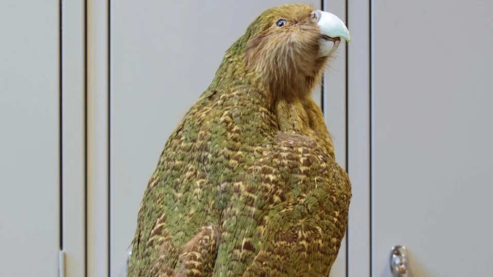 kākāpō, pássaro em extinção na Nova Zelândia.