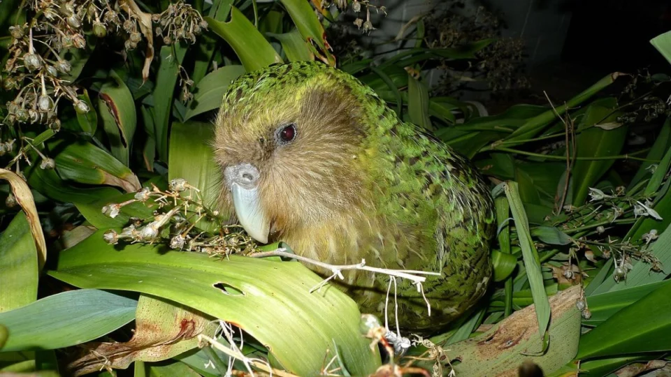 kākāpō, pássaro em extinção na Nova Zelândia.