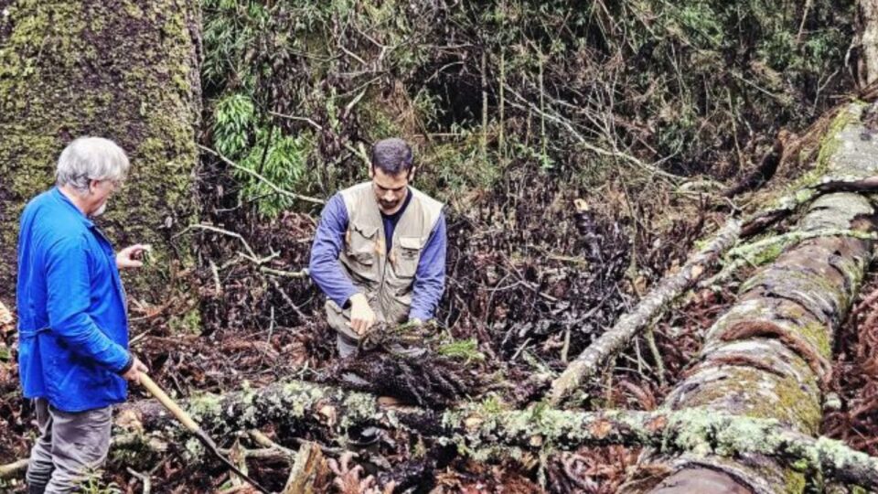 Cientistas tentam salvar material genético de uma das maiores araucárias do país para clonagem