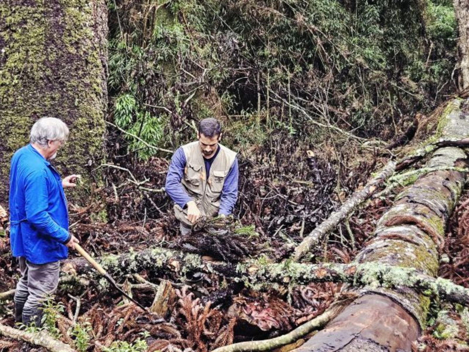 Cientistas tentam salvar material genético de uma das maiores araucárias do país para clonagem