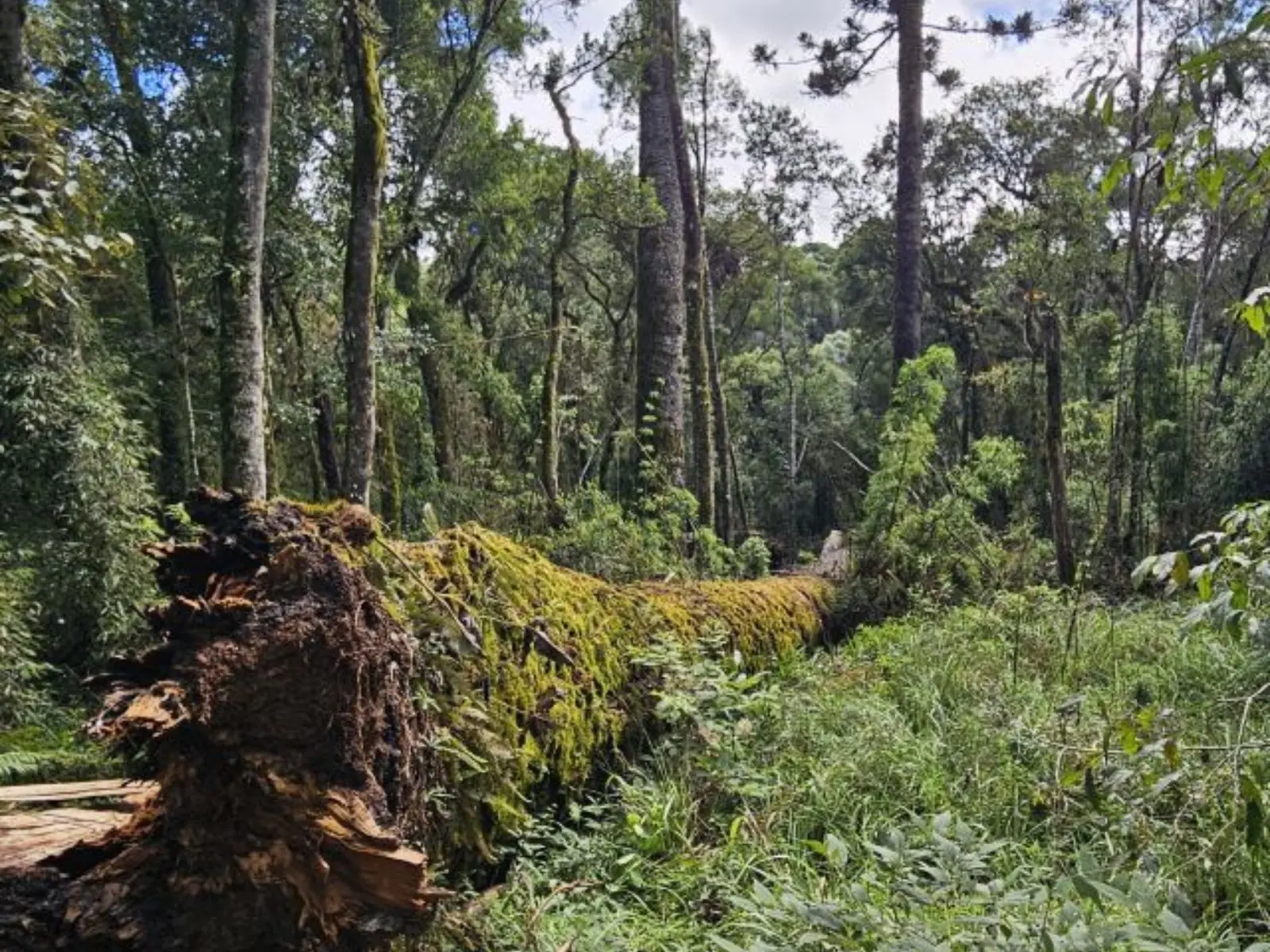 árvore de araucária caída no chão em meio a floresta