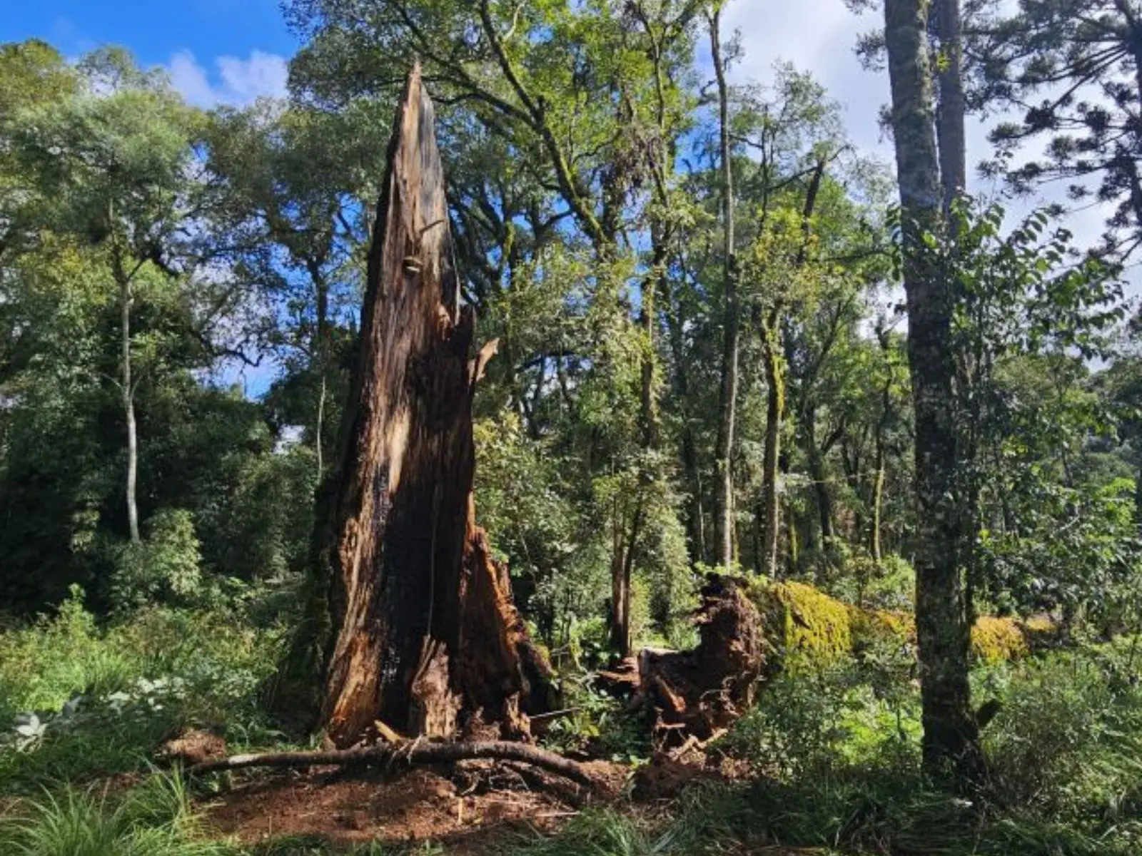 pedaço de árvore de araucária quebrada em meio a floresta
