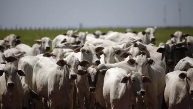 Exportadores de carne bovina dizem que trabalham com governo na elaboração de novos protocolos para atender exigências da UE até setembro