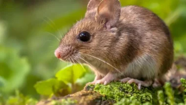 rato em meio a uma área verde