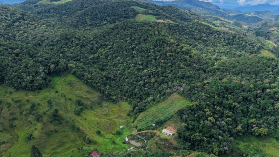 O que está por trás do programa que promete R$ 70 milhões a produtores por floresta em pé