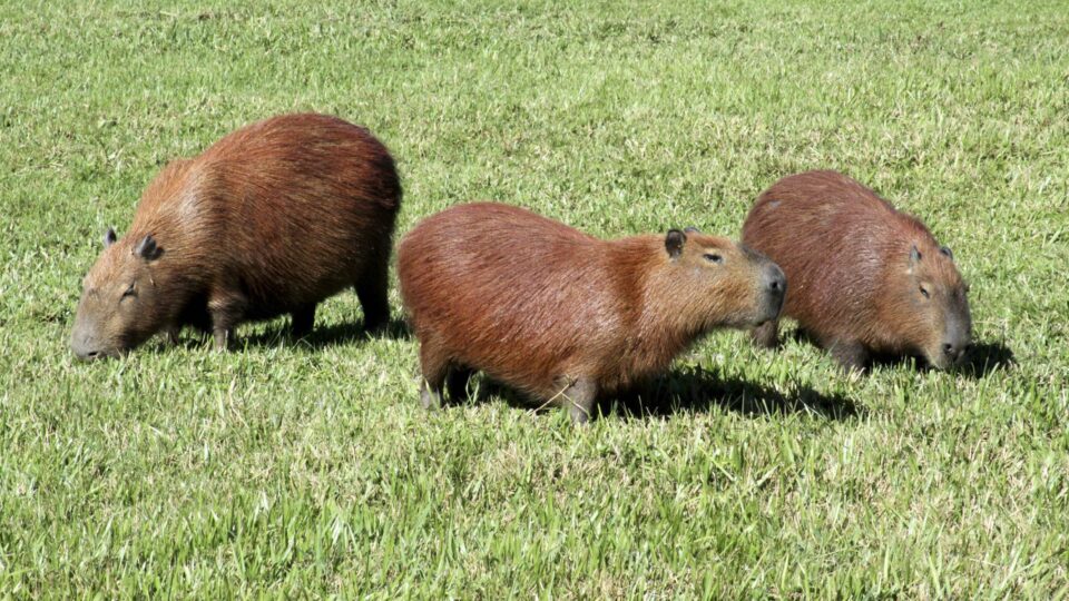 Cidade na região de Curitiba terá Festival da Capivara