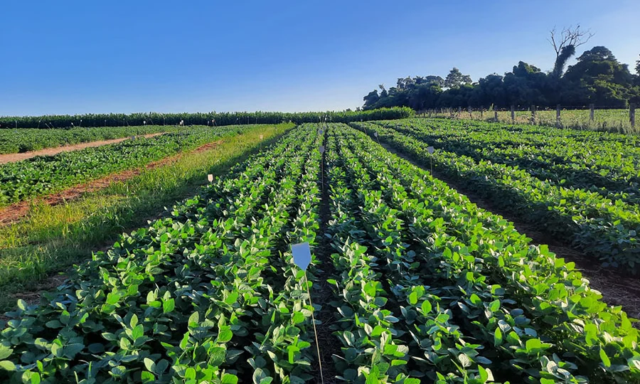 Plantação de soja em Santo Augusto (RS) que utiliza estruvita como fertilizante em experimento da Embrapa