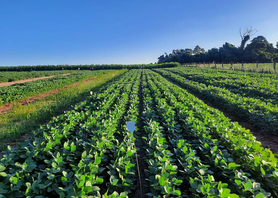 Plantação de soja em Santo Augusto (RS) que utiliza estruvita como fertilizante em experimento da Embrapa