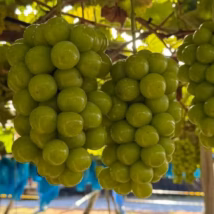 R$ 40 por quilo: interior de SP produz uva “gigante” mais doce que cana-de-açúcar A uva pilar moscato ganhou destaque em Pilar do Sul pelo tamanho acima do padrão e pelo sabor mais doce que variedades tradicionais.