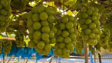 A uva pilar moscato ganhou destaque em Pilar do Sul pelo tamanho acima do padrão e pelo sabor mais doce que variedades tradicionais.