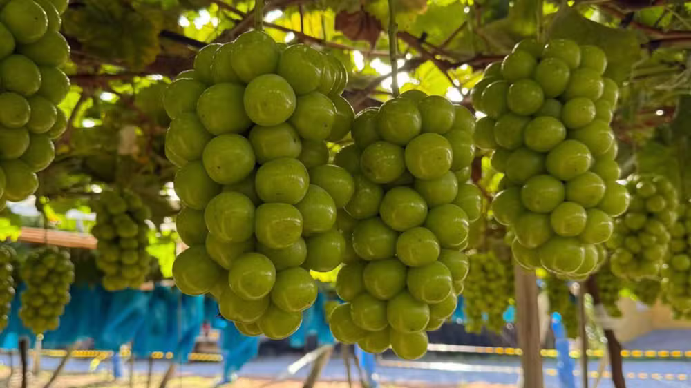 A uva pilar moscato ganhou destaque em Pilar do Sul pelo tamanho acima do padrão e pelo sabor mais doce que variedades tradicionais.