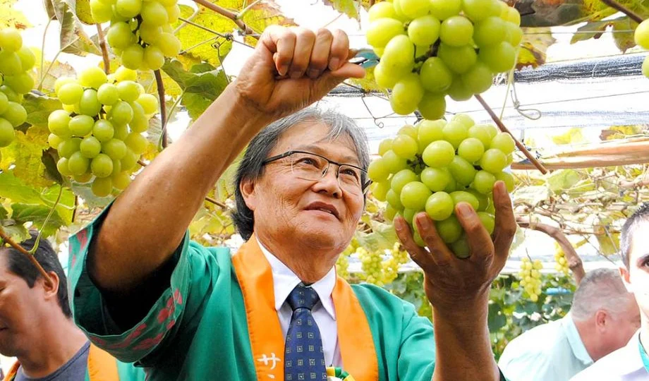 A pilar moscato alcança índice Brix de 18% e já registrou teor de açúcar superior ao da cana-de-açúcar em medições feitas por produtores da cooperativa.