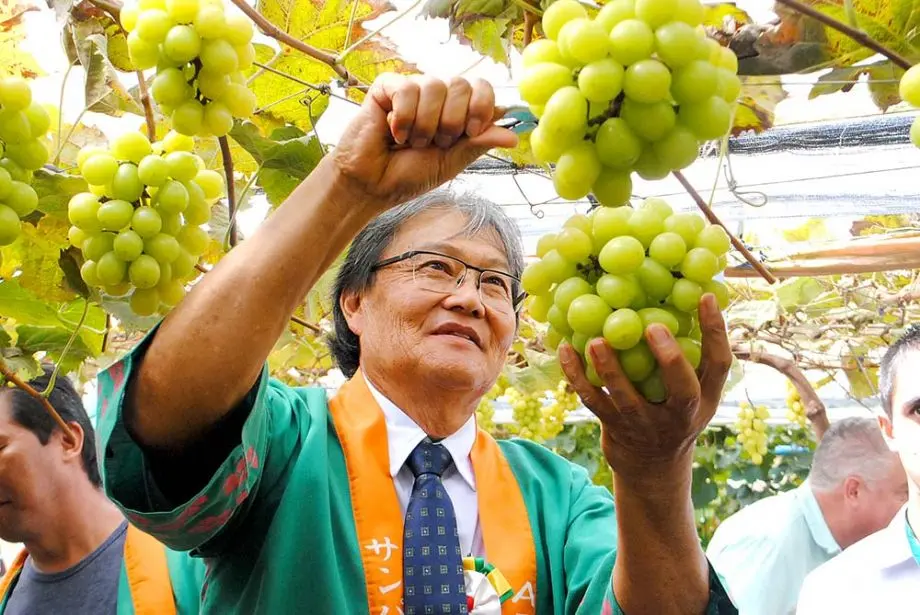 A pilar moscato alcança índice Brix de 18% e já registrou teor de açúcar superior ao da cana-de-açúcar em medições feitas por produtores da cooperativa.