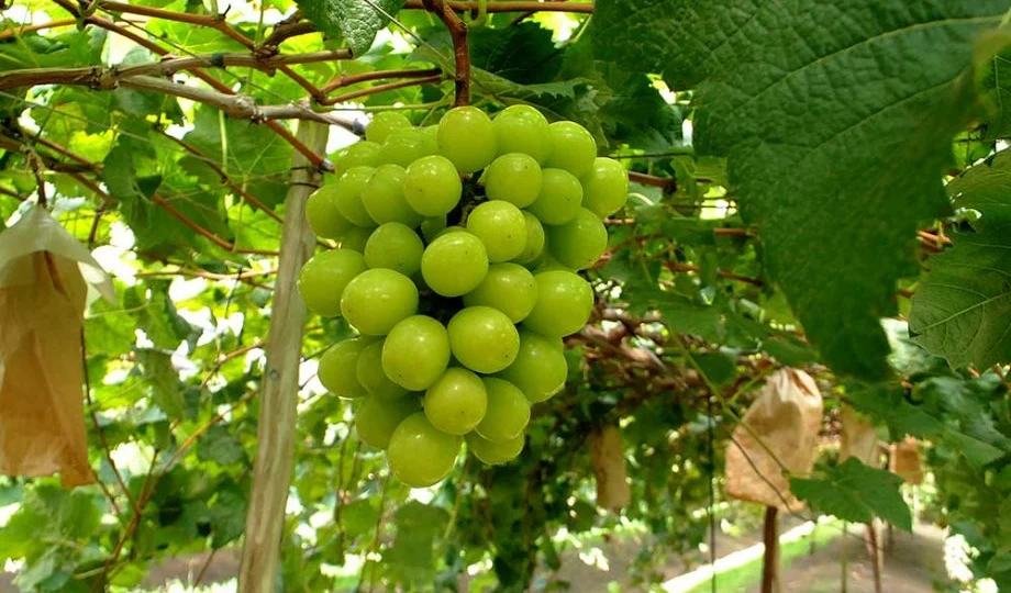 Produzida em Pilar do Sul, a pilar moscato ultrapassou fronteiras e hoje chega a mercados da Europa, Ásia, Canadá e Emirados Árabes Unidos.