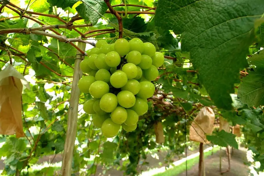 Produzida em Pilar do Sul, a pilar moscato ultrapassou fronteiras e hoje chega a mercados da Europa, Ásia, Canadá e Emirados Árabes Unidos.