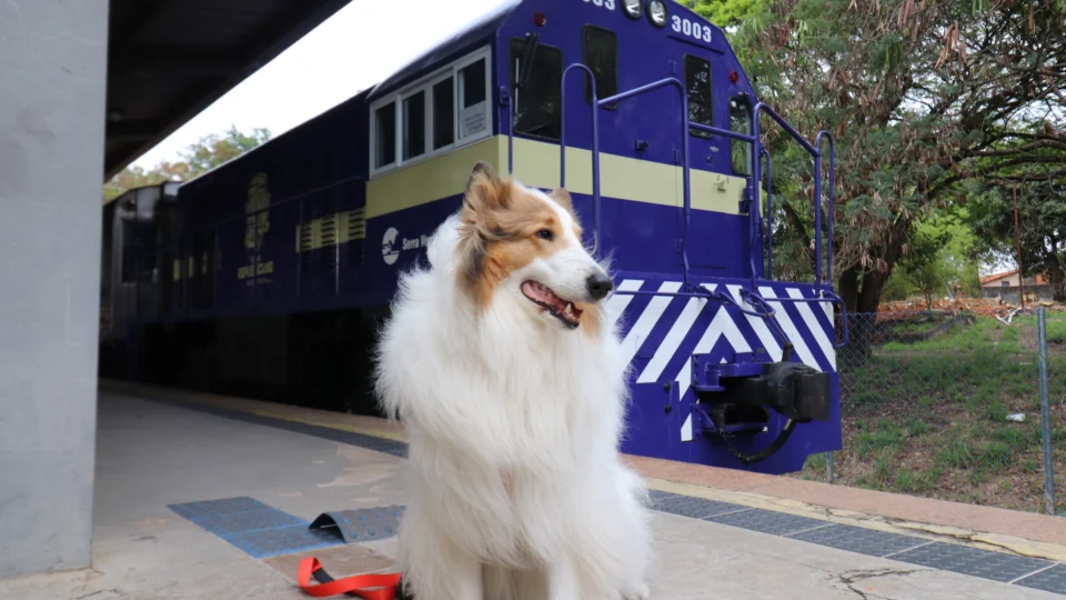 O Trem da República também é pet friendly! Leve seu melhor amigo para viver essa experiência única entre Itu e Salto, em um passeio que une história, cultura e paisagens inesquecíveis.