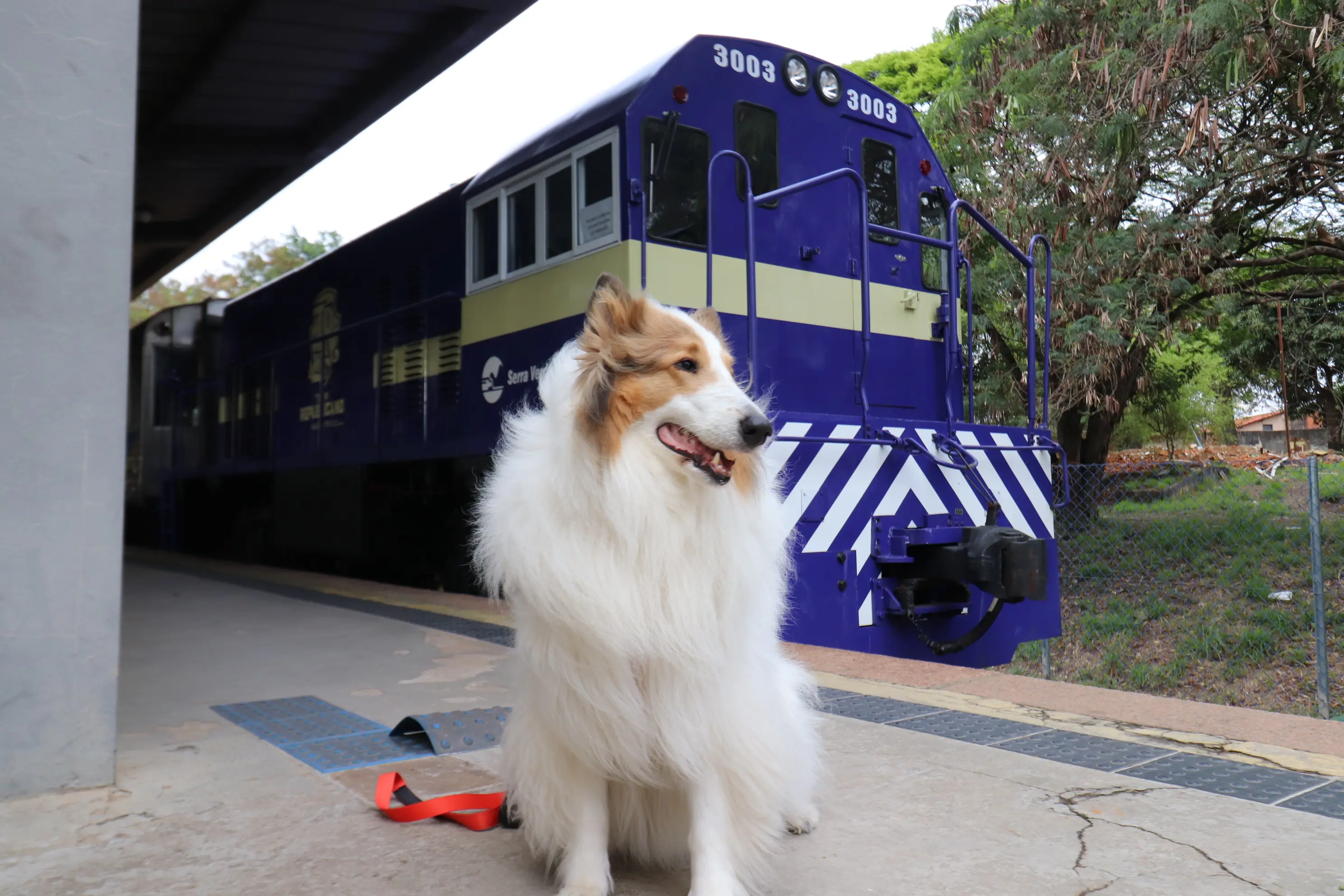 O Trem da República também é pet friendly! Leve seu melhor amigo para viver essa experiência única entre Itu e Salto, em um passeio que une história, cultura e paisagens inesquecíveis.