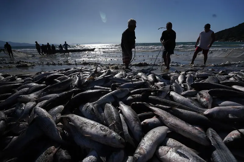 Safra da tainha movimenta turismo, gastronomia e comércio nas cidades costeiras de Santa Catarina.