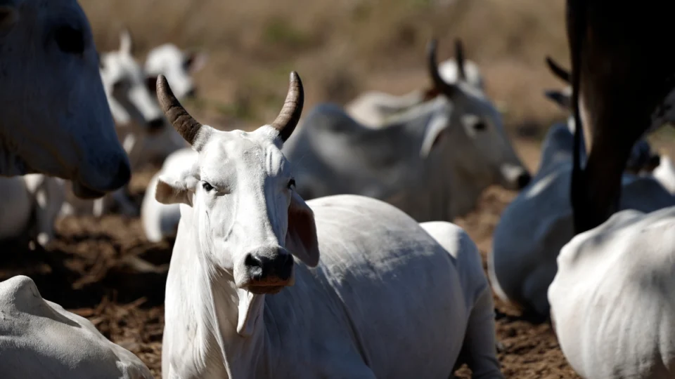 Carne bovina