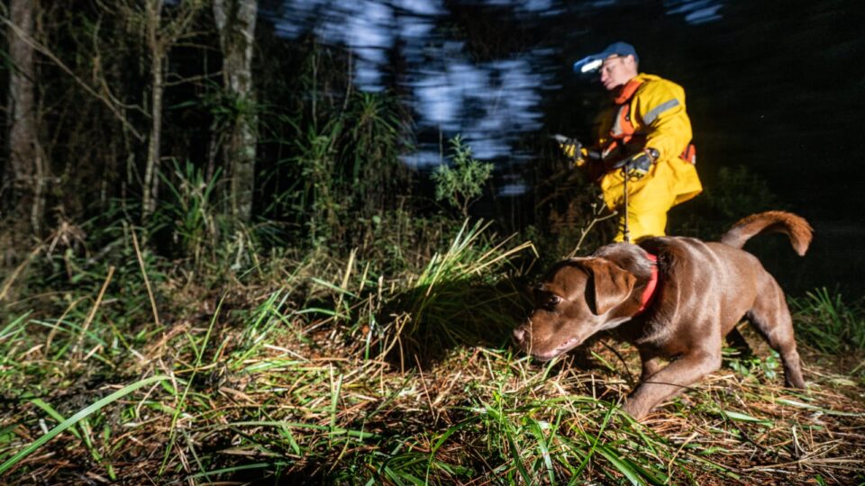 “Cães heróis” se aposentam após missões de resgate pelo Brasil