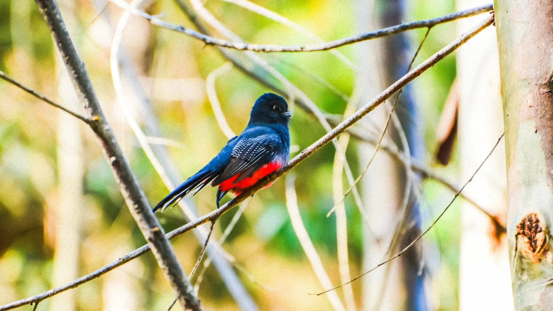 O surucuá-de-peito-azul (Trogon surrucura), espécie típica da Mata Atlântica, é um exemplo da riqueza da fauna brasileira registrado durante a execução programas ambientais de levantamento e monitoramento da fauna.