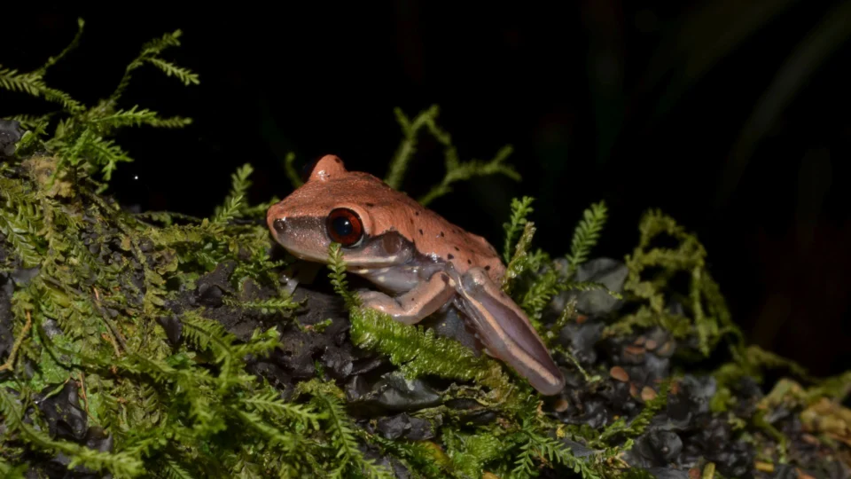 Perereca Nyctimantis bokermanni registrada durante trabalhos de campo realizados pela Cia Ambiental. (Foto: Divulgação/Cia Ambiental)