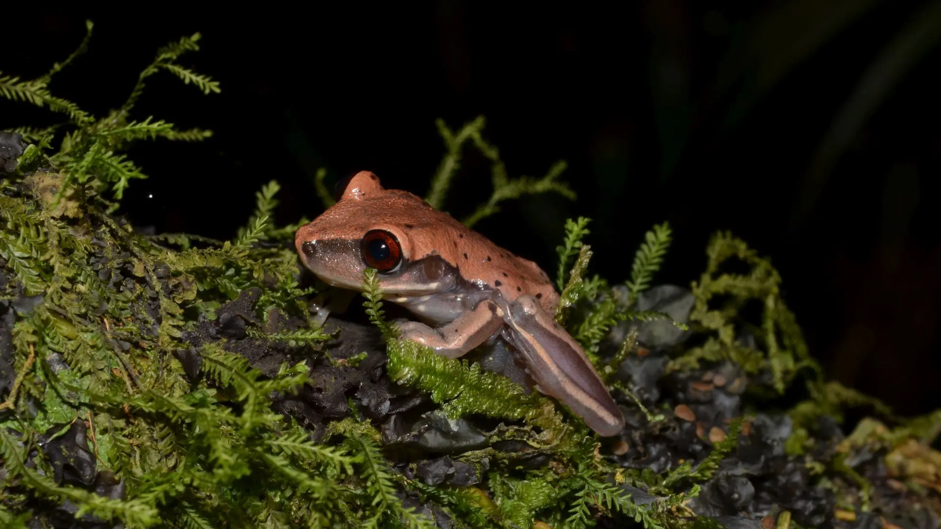 Perereca Nyctimantis bokermanni registrada durante trabalhos de campo realizados pela Cia Ambiental. (Foto: Divulgação/Cia Ambiental)