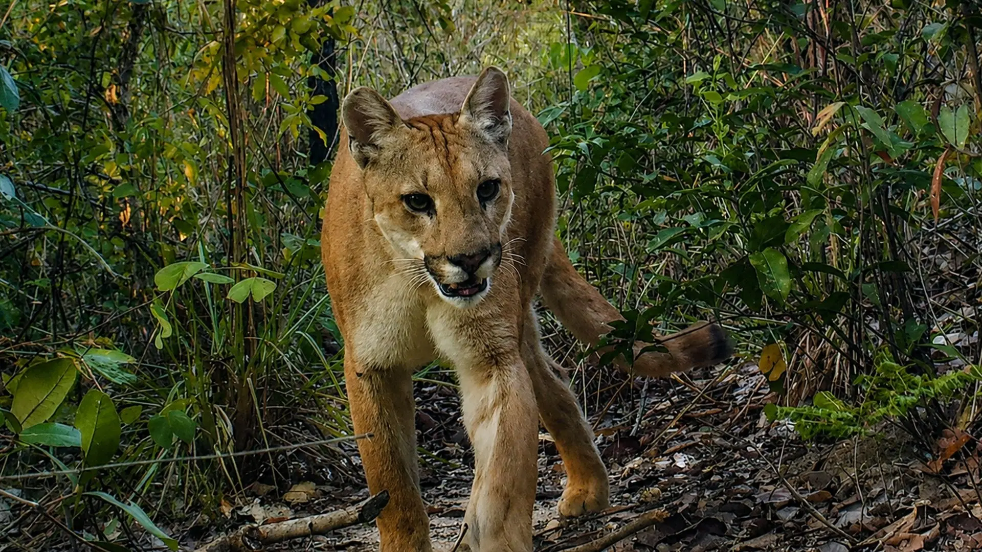 A onça-parda (Puma concolor), registrada em monitoramento ambiental, simboliza a importância dos programas de fauna para a conservação de espécies e a proteção dos ecossistemas brasileiros.