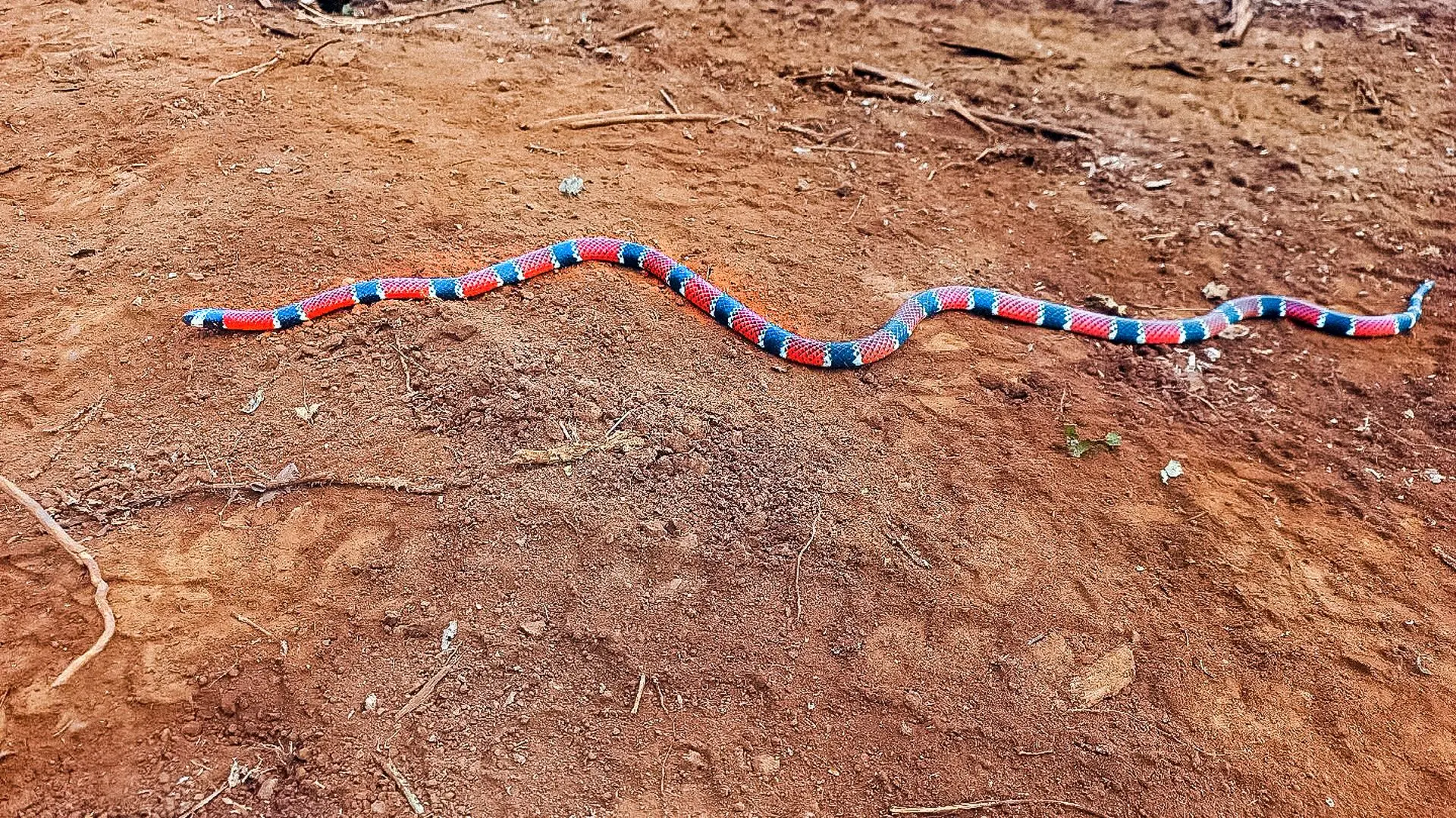 A coral-verdadeira (Micrurus coralinus) integra o grupo de espécies acompanhadas em programas ambientais que auxiliam no monitoramento da fauna e na preservação dos ecossistemas naturais.