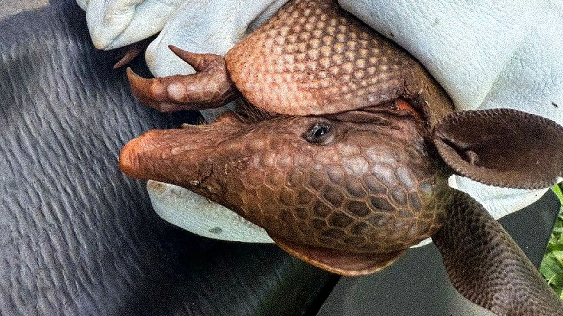 Tatu-galinha (Dasypus novemcinctus) registrado durante programa de resgate de fauna em área de empreendimento em obras.(Foto: Divulgação/Cia Ambiental)