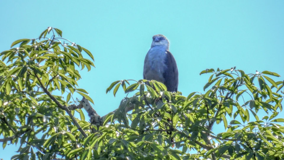 O gavião-sovi (Ictinia plumbea) é uma das espécies observadas em levantamentos ambientais que auxiliam na compreensão da dinâmica da fauna e da qualidade dos habitats naturais.
