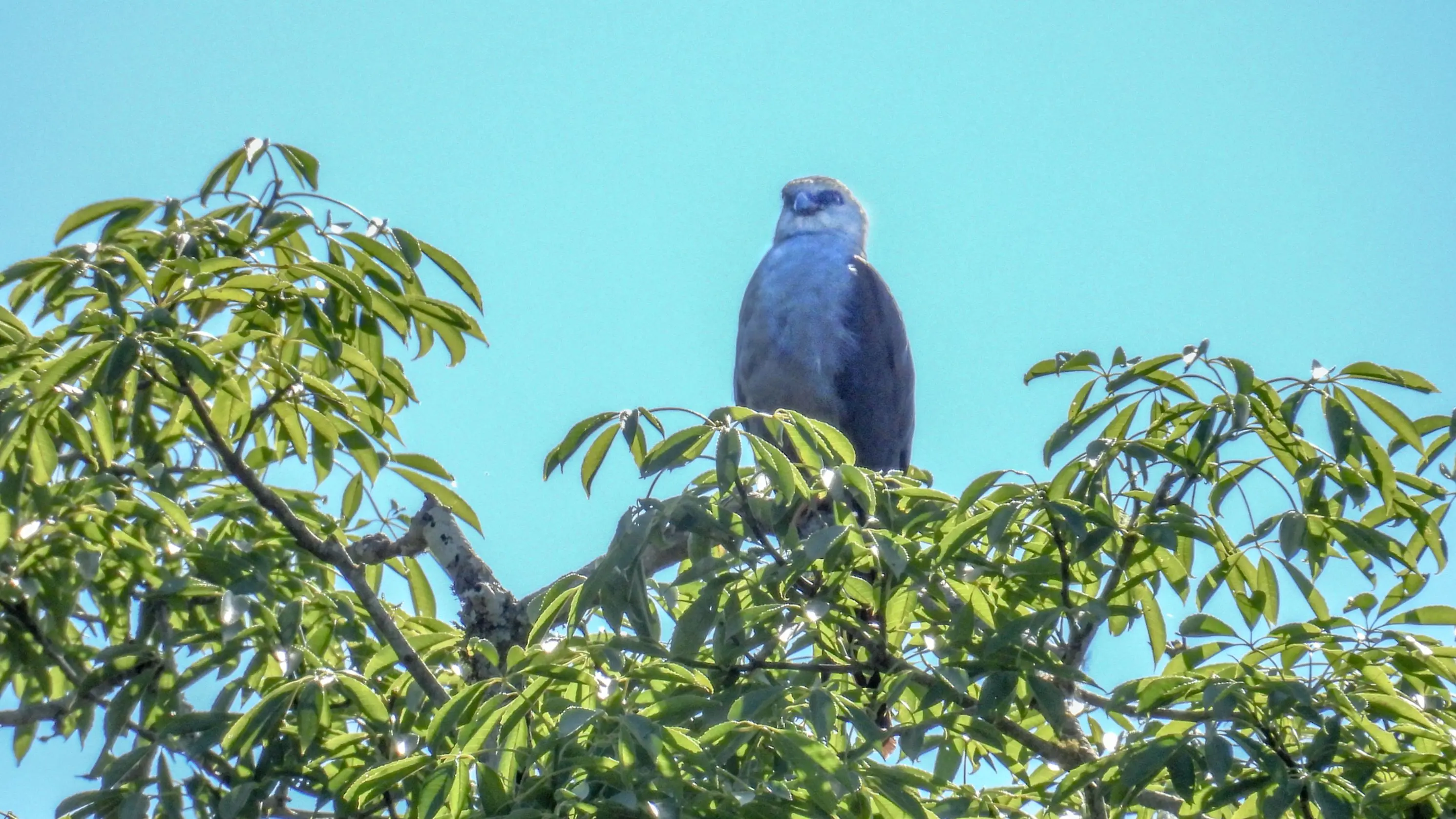O gavião-sovi (Ictinia plumbea) é uma das espécies observadas em levantamentos ambientais que auxiliam na compreensão da dinâmica da fauna e da qualidade dos habitats naturais.