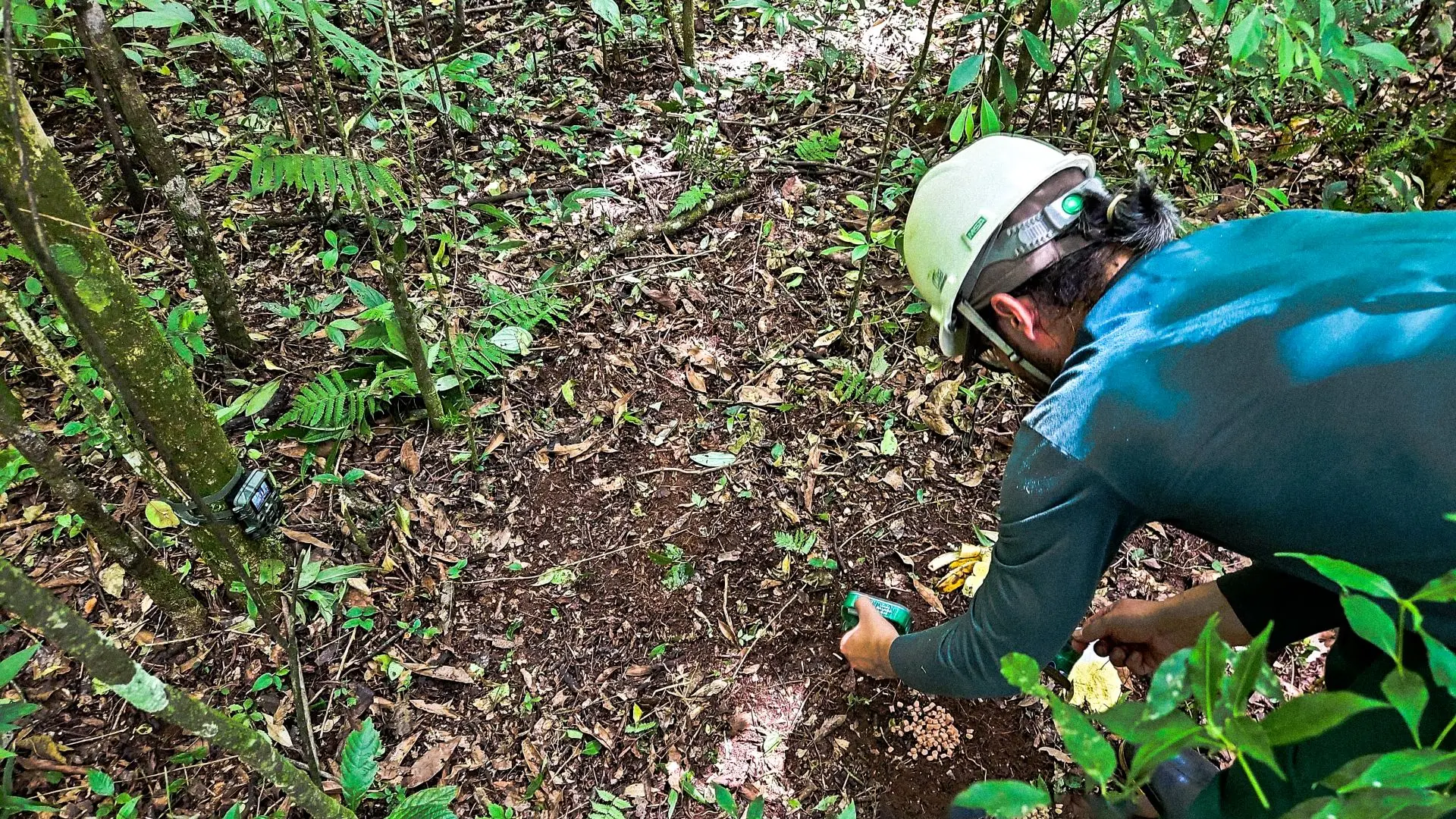 O uso de armadilhas fotográficas (camera traps) permite acompanhar a fauna com mínima interferência humana, ampliando a geração de dados para programas de monitoramento ambiental.
