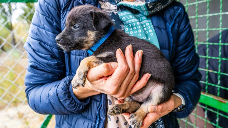 Essa foto mostra um cachorro, nos braços de uma pessoa, que parece estar acolhendo o animal.