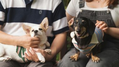 Nova lei estabelece critérios para custódia, divisão de despesas e perda de propriedade de animais de estimação.