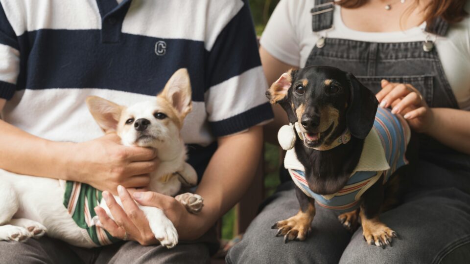 Nova lei regulamenta custódia de pets após separação com base no direito de propriedade