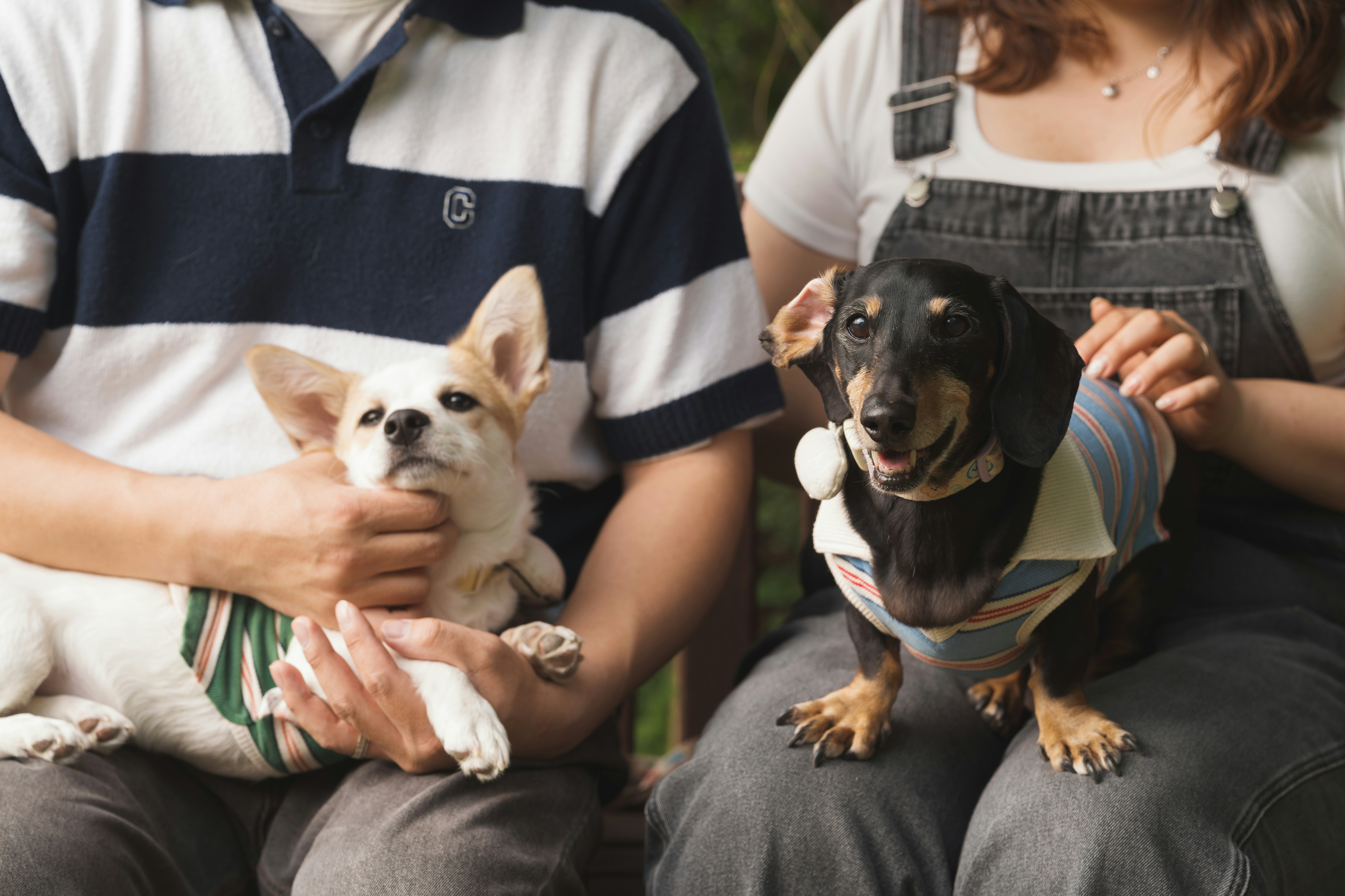 Nova lei regulamenta custódia de pets após separação com base no direito de propriedade