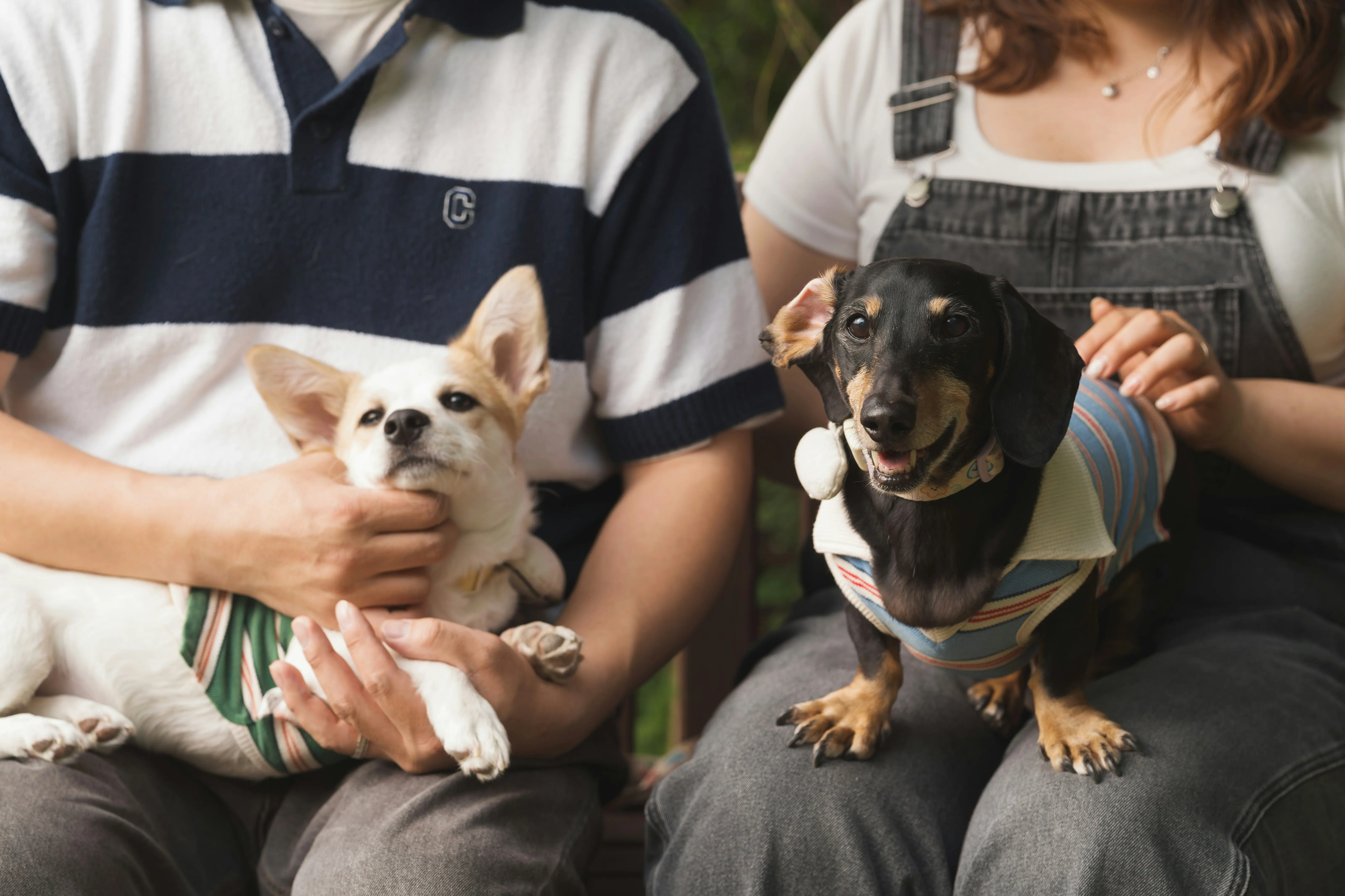 Nova lei estabelece critérios para custódia, divisão de despesas e perda de propriedade de animais de estimação.