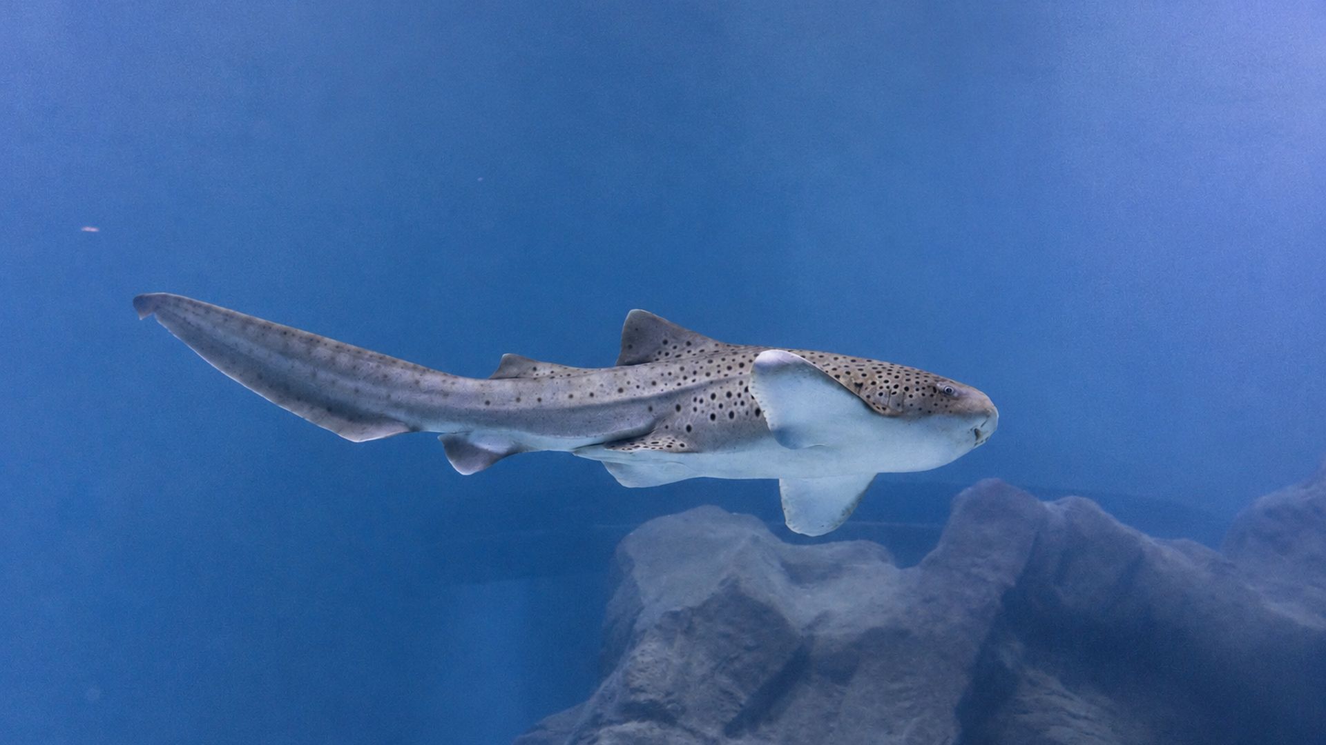 Tubarão-lixa desliza por um dos maiores tanques oceânicos da América do Sul no AquaFoz, experiência que aproxima visitantes da biodiversidade marinha durante a campanha Junho Verde.