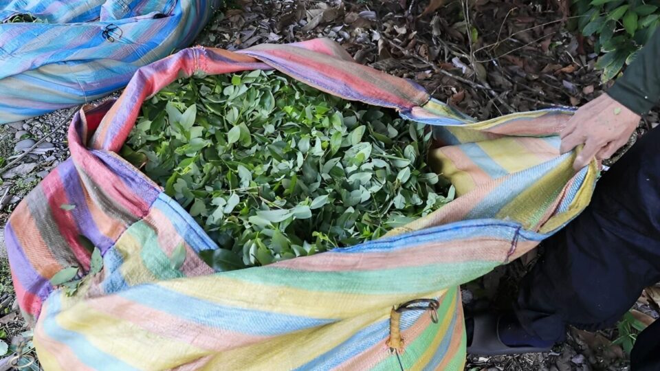 A palavra proibida na guerra contra a coca: erradicação