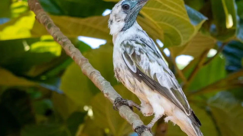 Conhecida pelo canto forte e metálico, a araponga inspirou o nome da cidade depois que Elizabeth Thomas ouviu a ave durante a colonização da região.