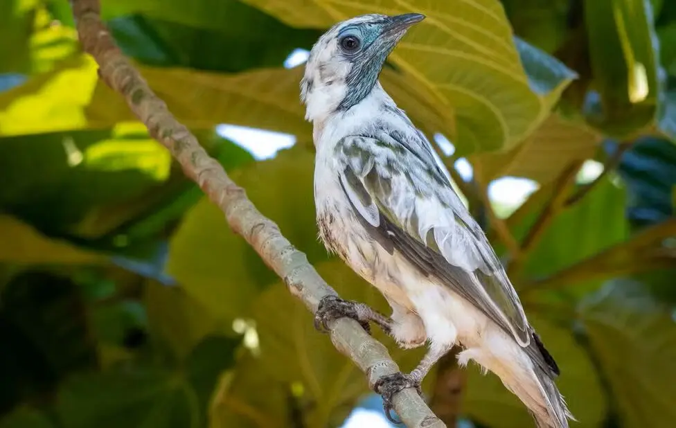Conhecida pelo canto forte e metálico, a araponga inspirou o nome da cidade depois que Elizabeth Thomas ouviu a ave durante a colonização da região.