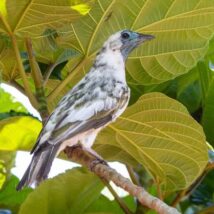 A cidade brasileira que tem 1,6 mil ruas com nomes de pássaros A araponga, ave conhecida pelo canto metálico e potente, deu nome ao município no norte do Paraná.