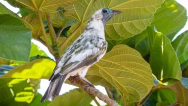 A araponga, ave conhecida pelo canto metálico e potente, deu nome ao município no norte do Paraná.
