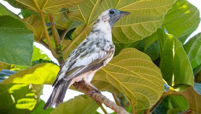 Cidade paranaense tem 1,6 mil ruas nomeadas com aves