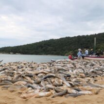 Da praia ao Senado: setores de Santa Catarina se mobilizam contra proibição federal do arrasto da tainha. Imagem referente a matéria